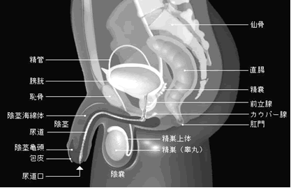 腹圧性尿失禁